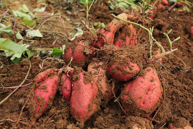 ¿Cuáles son los factores que afectan el contenido de almidón de batata?